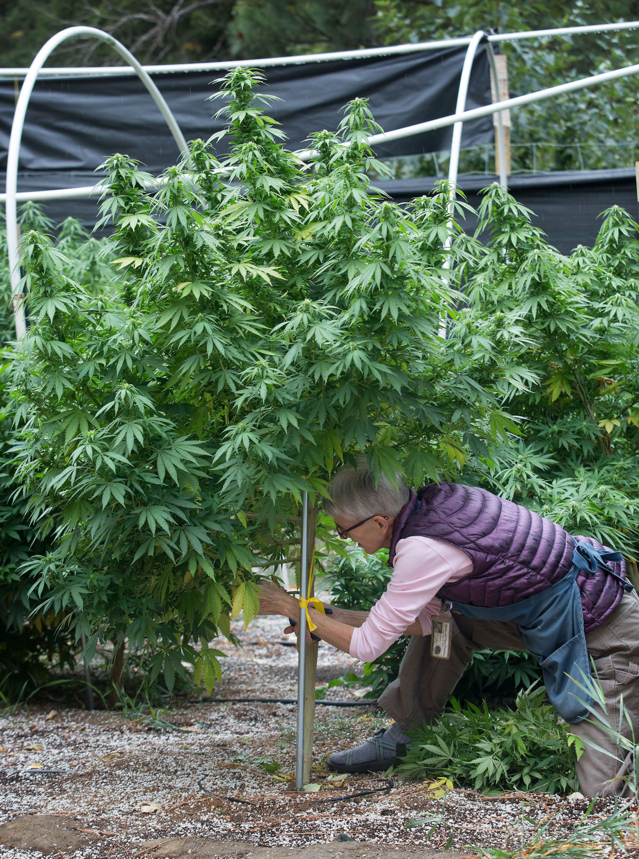 200101-bzw-marijuana 01.jpg